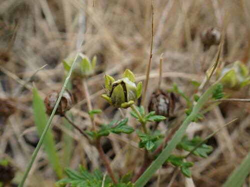 Potentilla niponica iNat (3)