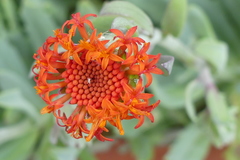 Kleinia fulgens