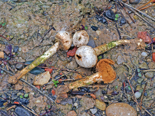 Representative image of Tulostoma giovanellae