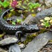 Salamandra atra - Photo (c) Lennart Schmid, alguns direitos reservados (CC BY-NC), enviado por Lennart Schmid