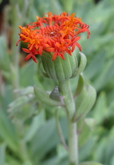 Kleinia fulgens