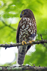 Ninox scutulata
