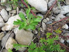 Artemisia littoricola