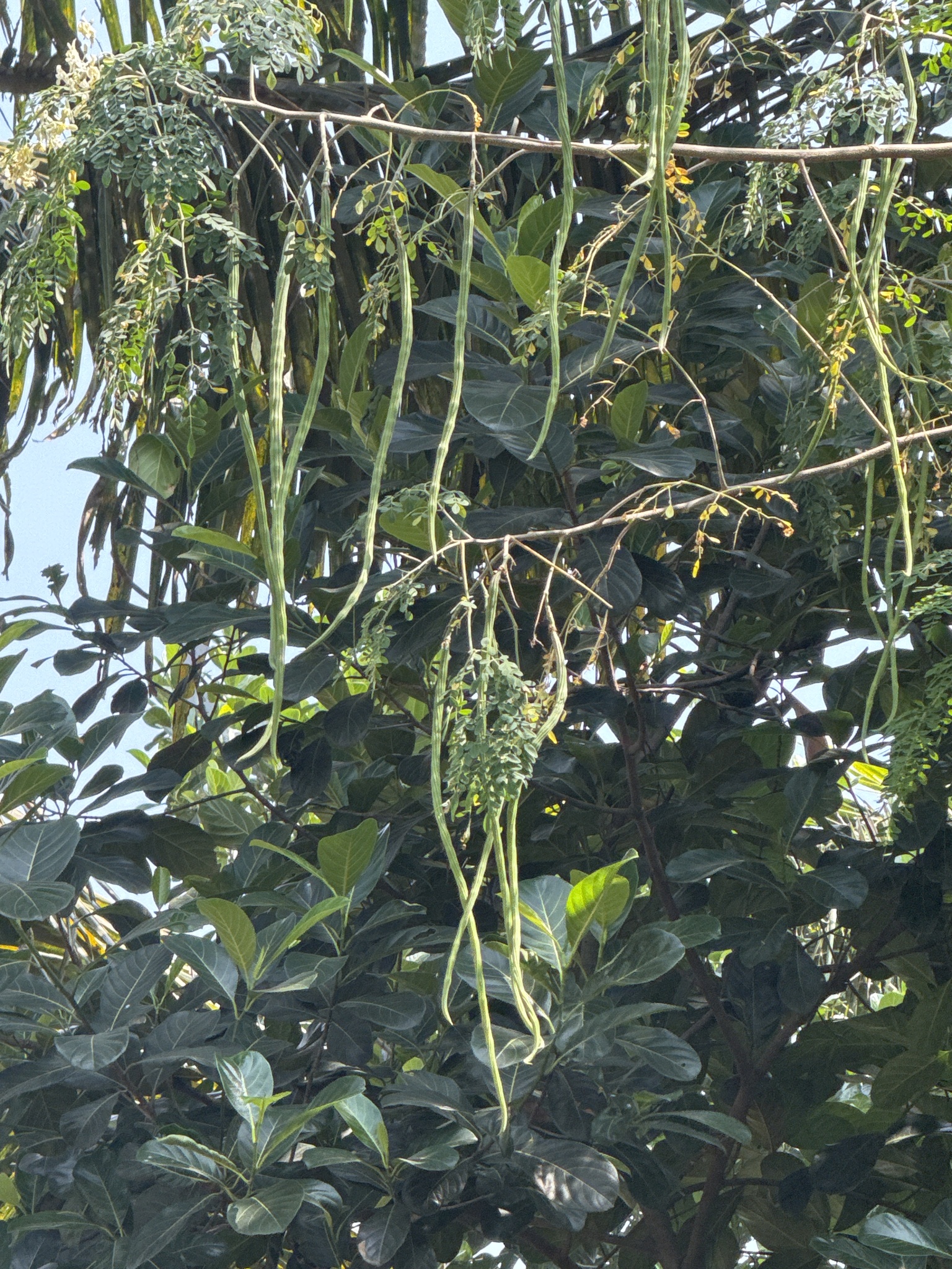 Imagem de Moringa