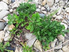 Artemisia littoricola
