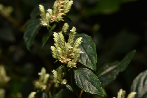 Image of Lepidagathis formosensis by (c) Yung-Lun Lin, some rights reserved (CC BY)
