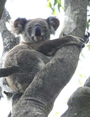 Koala