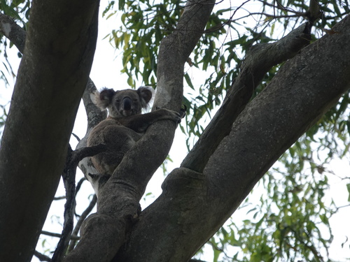 Koala