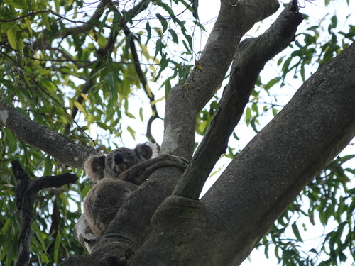 Koala