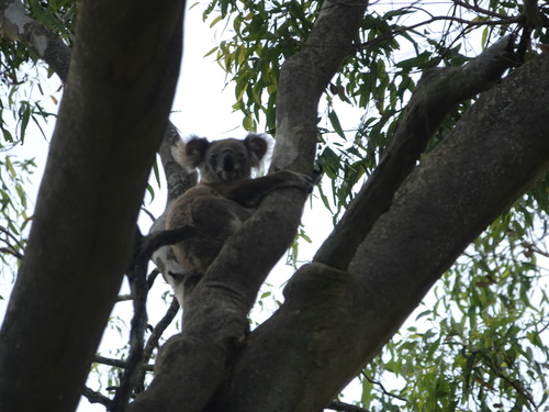 Koala