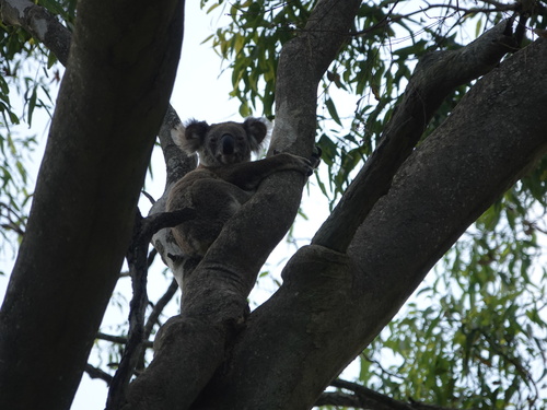 Koala