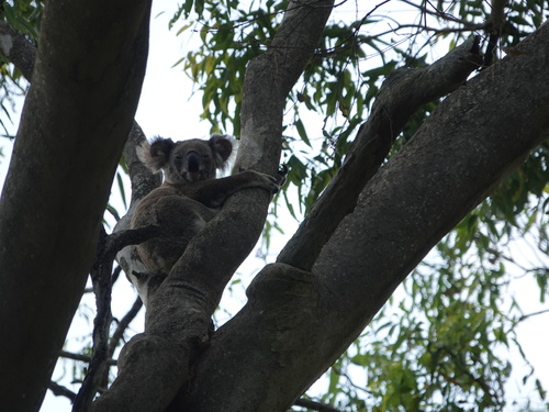 Koala