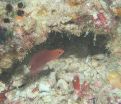 Checkered Dottyback photo 2