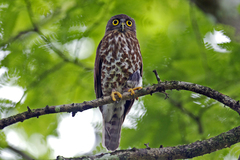 Ninox scutulata