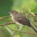 Cream-vented Bulbul (Bornean Red-Eyed) - Photo (c) Dixon Lau, some rights reserved (CC BY-NC), uploaded by Dixon Lau