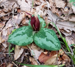 Trillium decumbens