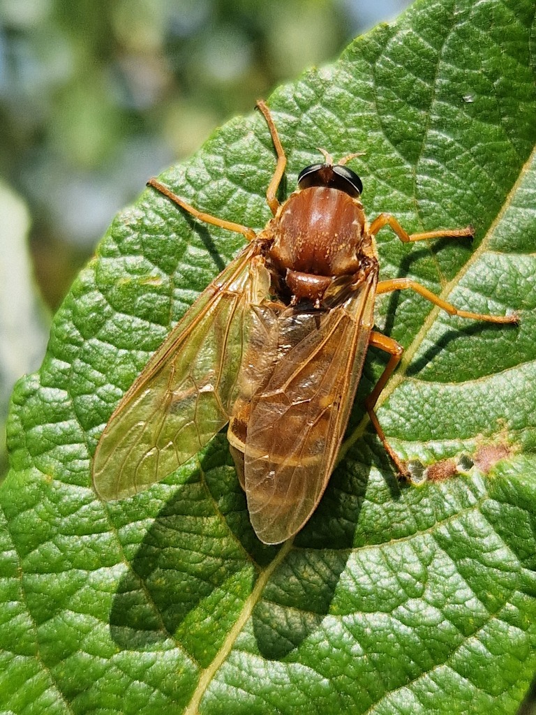 Stink Fly from 92539 Schönsee, Deutschland on June 26, 2023 at 11:53 AM ...