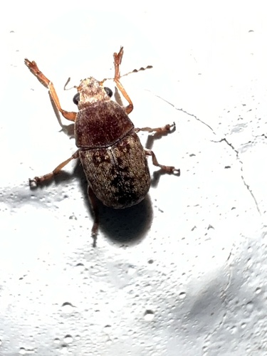 Araecerus levipennis observed 2024-01-24