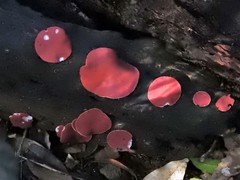 Phillipsia subpurpurea