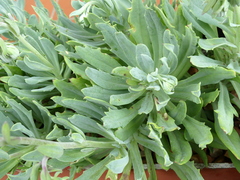 Kleinia fulgens