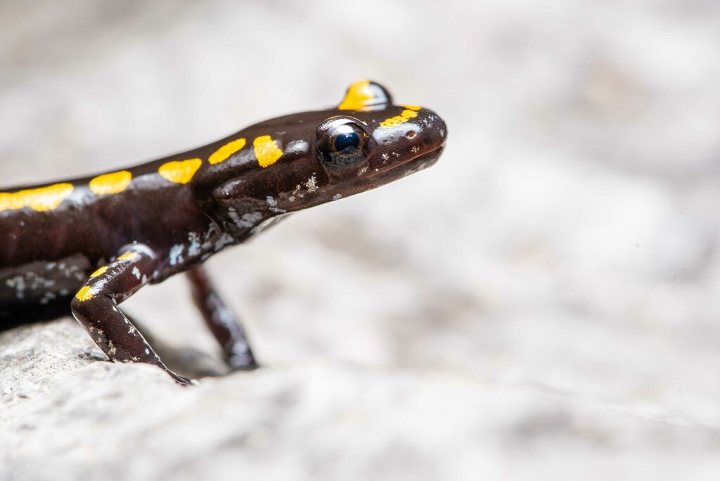 Caucasian Salamander