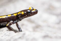 Caucasian Salamander photo 1