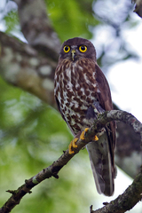 Ninox scutulata