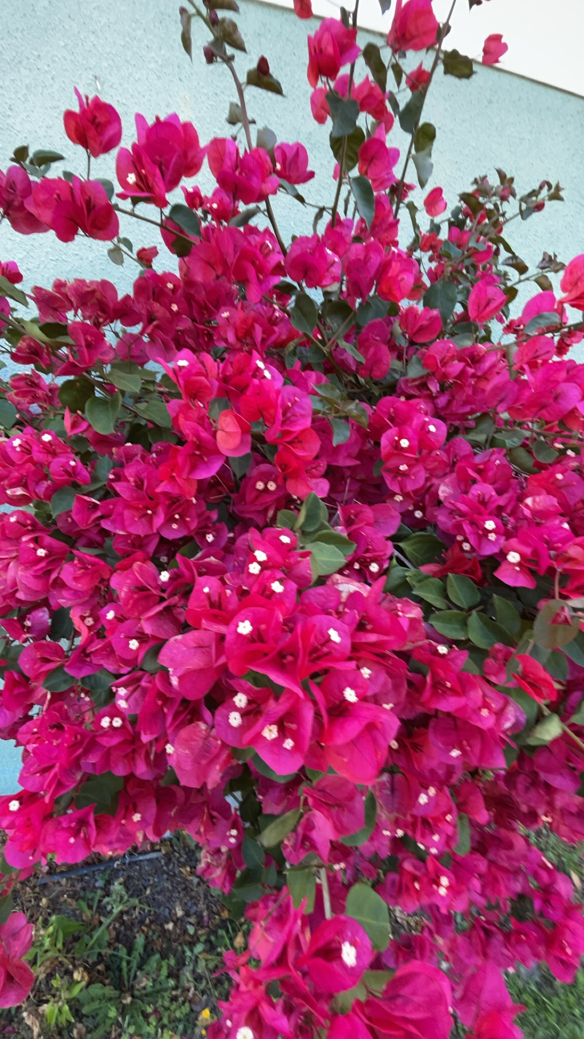 Imagem de Primavera