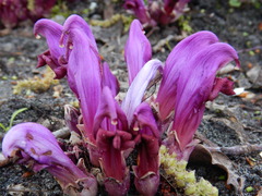 Lathraea clandestina