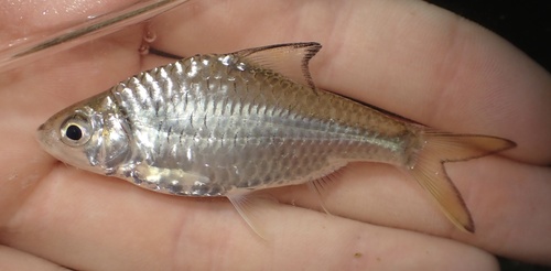 Spiny-back barb (Mystacoleucus marginatus) — Cyprinidae