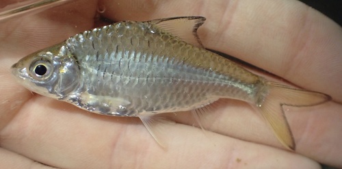 Mystacoleucus marginatus