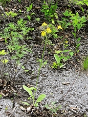 Tephroseris subscaposa