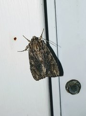 Acronicta lithospila