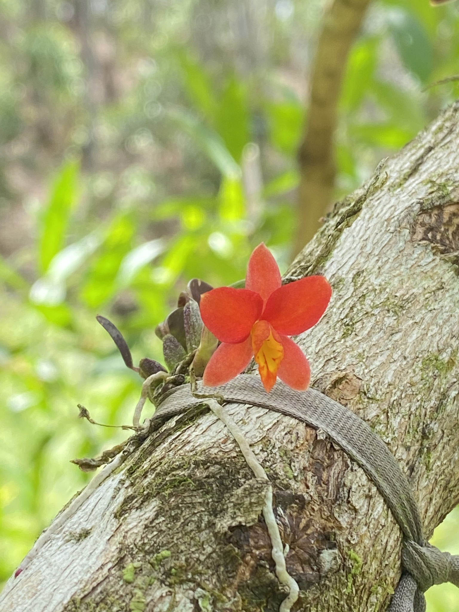 Imagem de Orquídea