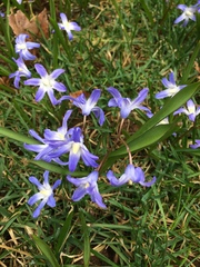 Scilla forbesii