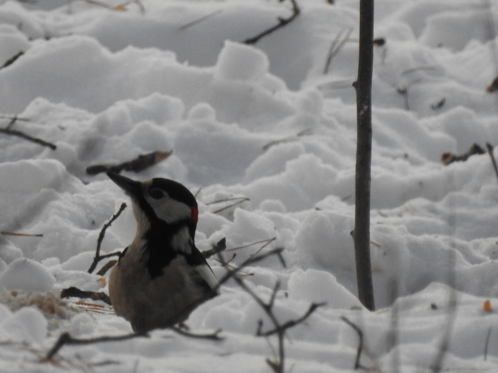 Great Spotted Woodpecker From   Large 