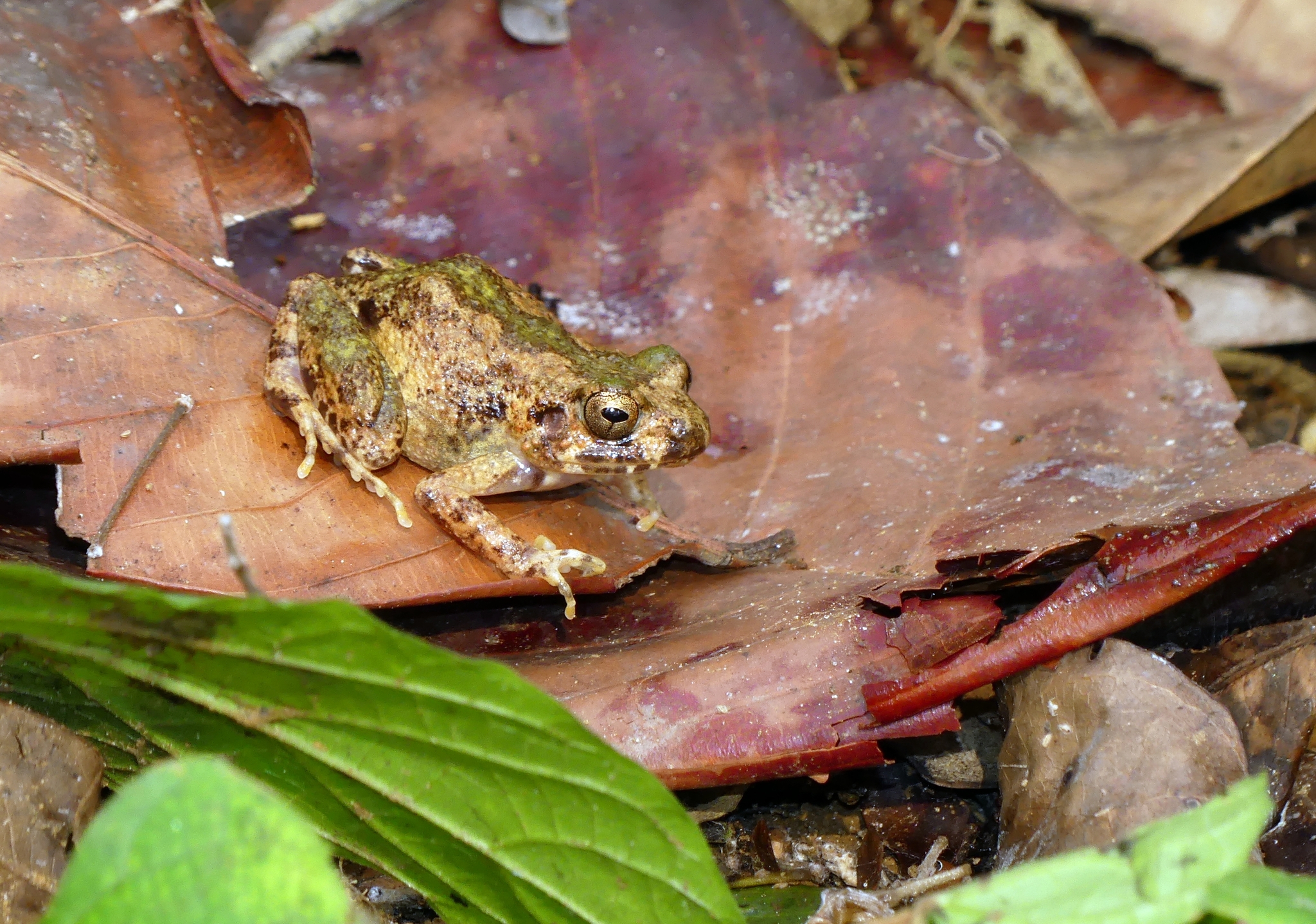 Arthroleptis adelphus Perret, 1966