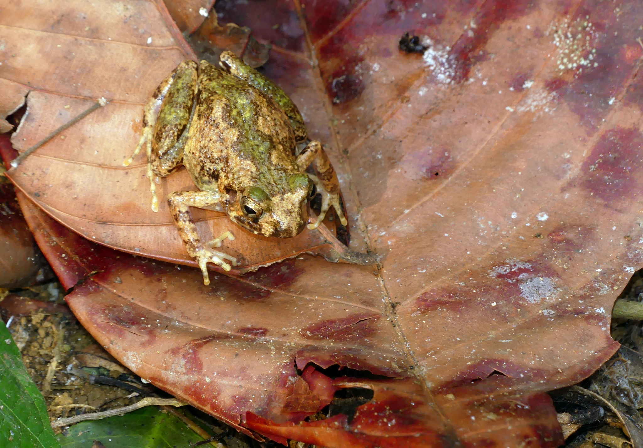 Arthroleptis adelphus Perret, 1966