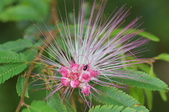 Calliandra selloi