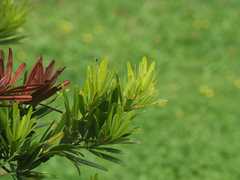 Podocarpus costalis