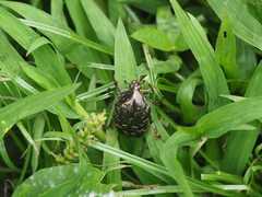 Protaetia orientalis