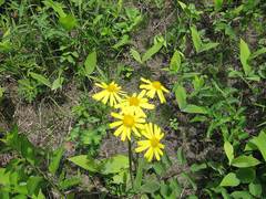 Tephroseris subscaposa