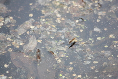 Limnoporus rufoscutellatus
