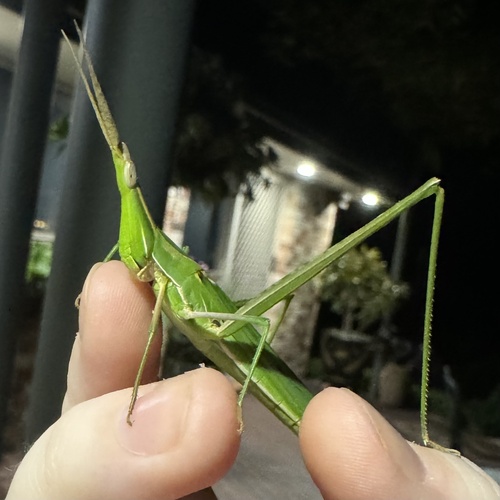 Giant Green Slantface photo 4