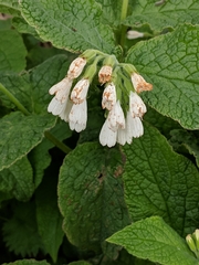 Symphytum orientale