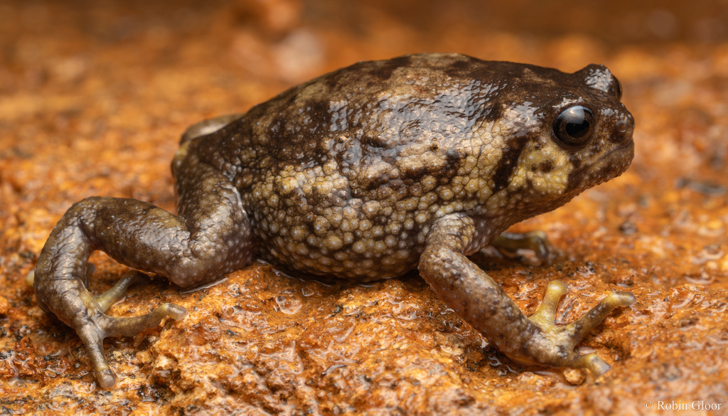 Warty Frogs in January 2024 by xplor · iNaturalist