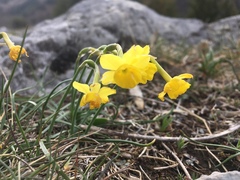 Narcissus assoanus