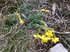 Narcissus assoanus