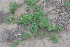 Oxalis imbricata violacea
