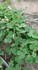 Oxalis imbricata violacea